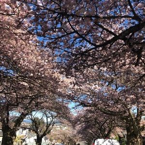 Meet your Posher, Janet